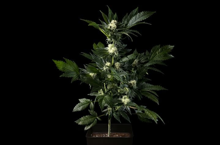 the flowering stage of growing weed