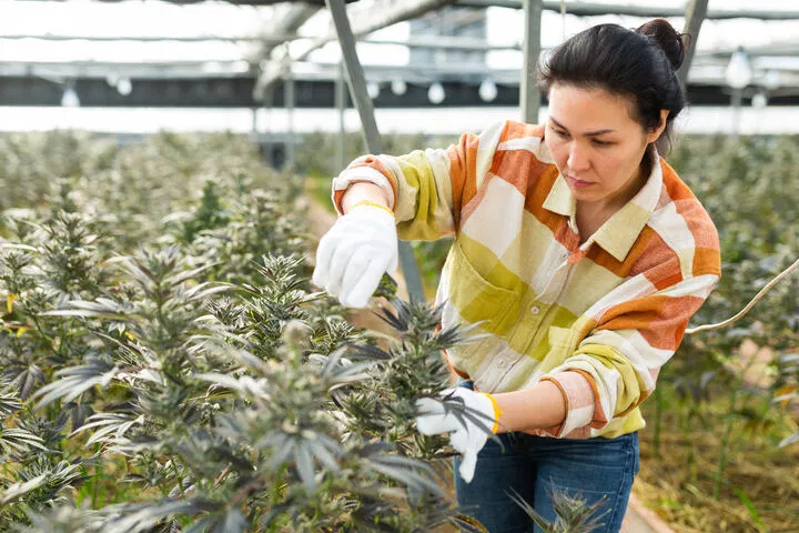 how to grow weed in a greenhouse