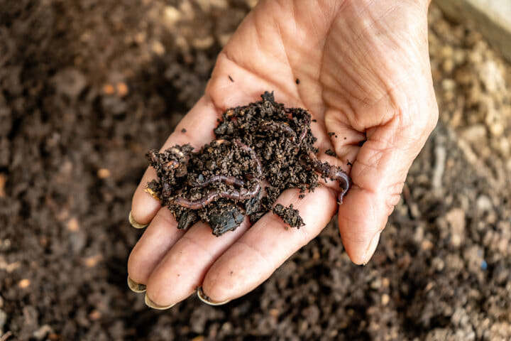 use worm castings for better soil