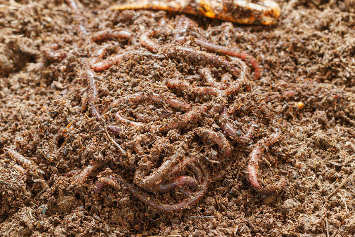 feed your soil for better nutrient availability