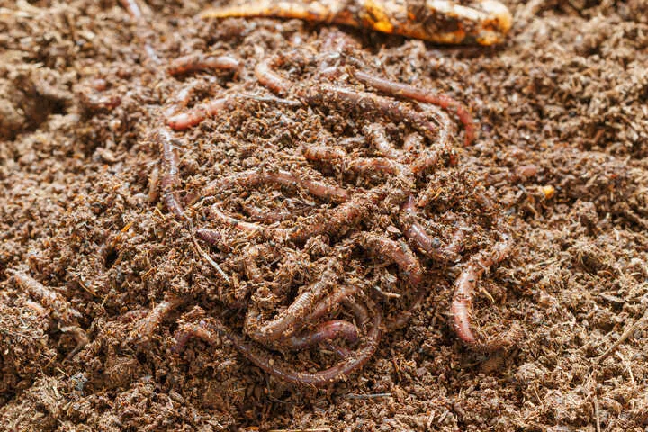 feed your soil for better nutrient availability