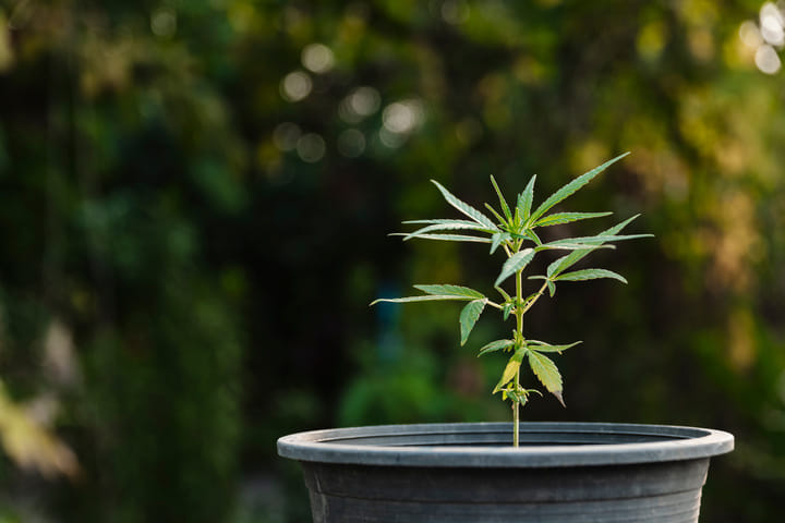 move young plants outdoors for short spells