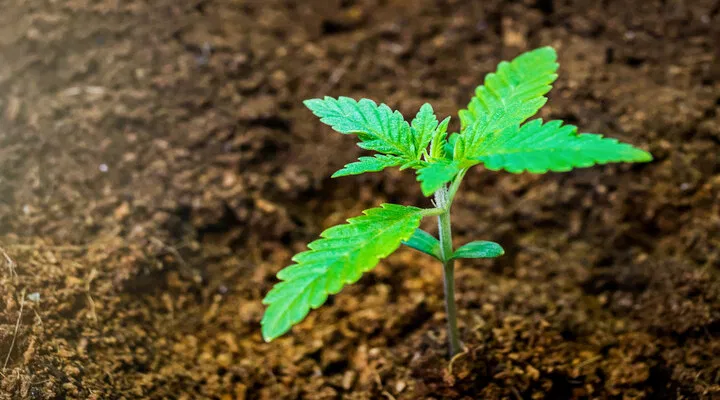 cannabis seedling