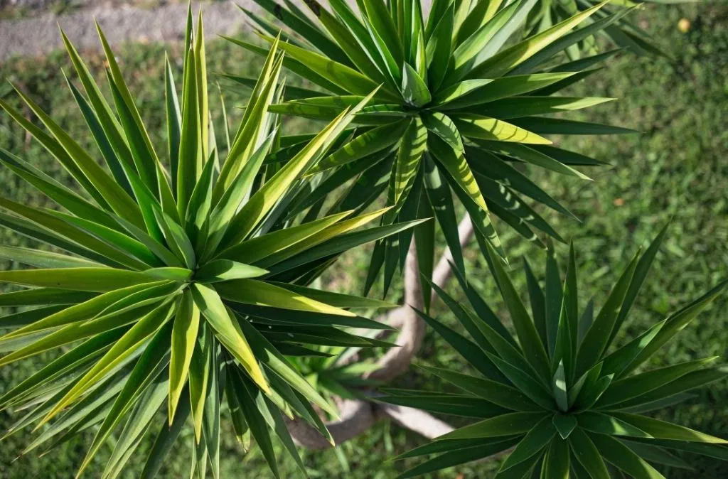 yucca mistaken for weed