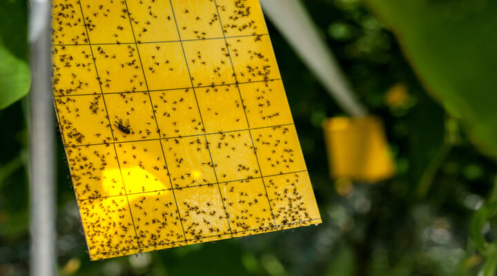 Media Insect how to fix common problems in the vegetative stage | Seedsman blog