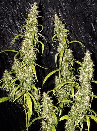 Neville's Haze Regular Seeds - 18