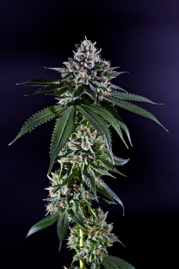 Ken's Kush Regular Seeds - 10