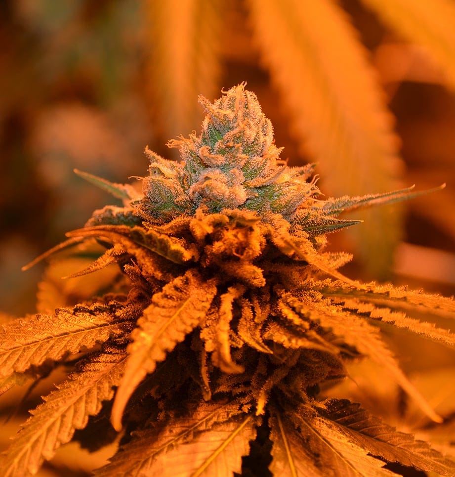 CandyLand Regular Seeds - 10