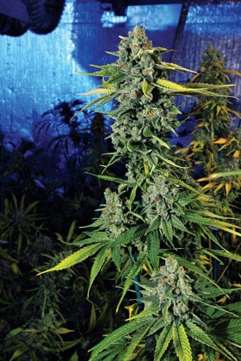 Blue Dream Haze Feminised Seeds - 6