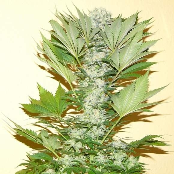 Misty Kush Feminised Seeds - 5