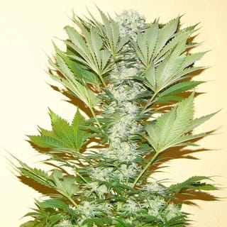 Misty Kush Feminised Seeds - 5