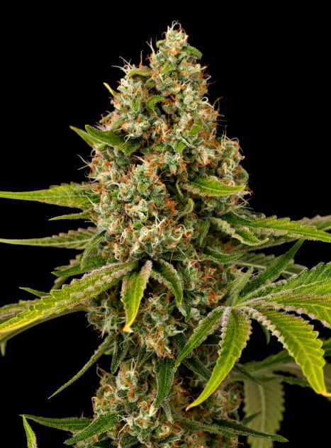 Black Cherry OG Feminised Seeds - 5