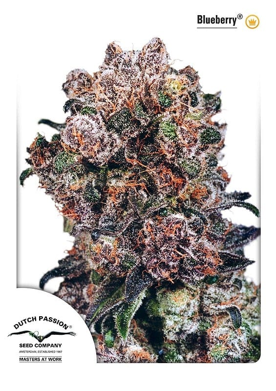 Blueberry Feminized Seeds