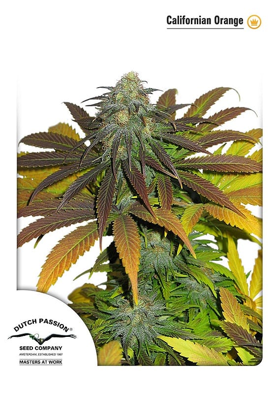 Californian Orange Feminized Seeds