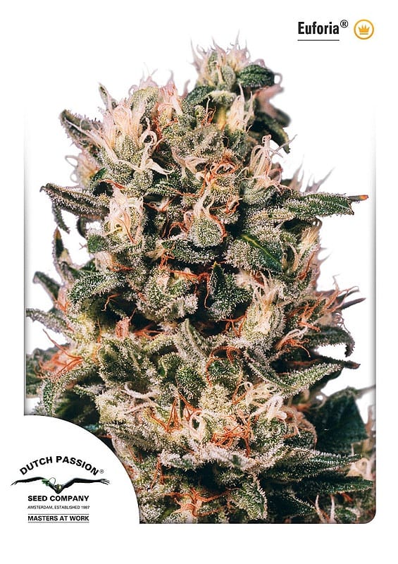 Euforia Feminized Seeds