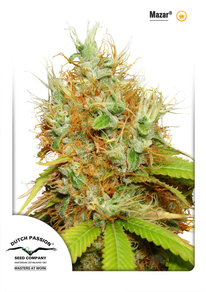 Mazar Feminized Seeds
