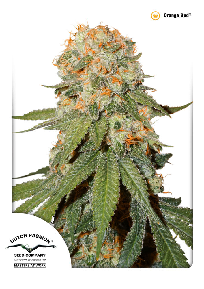 Orange Bud Feminized Seeds