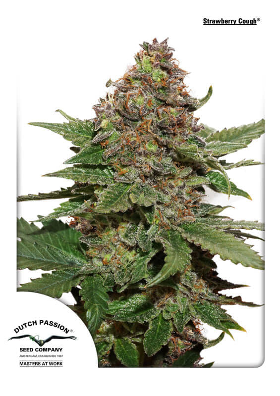 Strawberry Cough Feminized Seeds