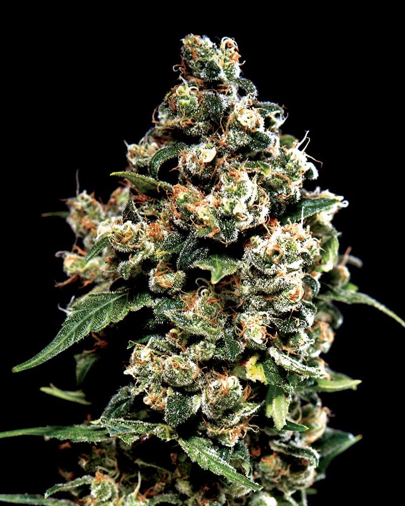Jack Herer Feminized Seeds