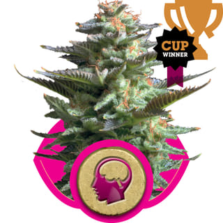 Amnesia Haze Feminised Seeds