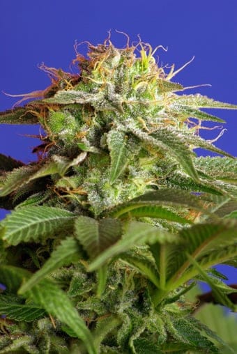 Green Poison Feminised Seeds