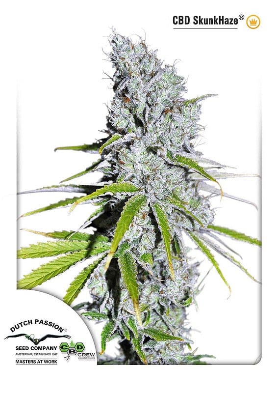 Skunk Haze CBD Feminized Seeds