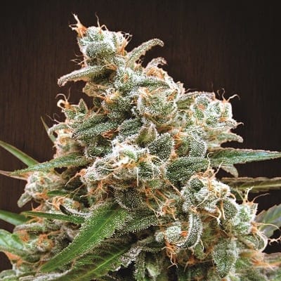 Nepal Jam Feminised Seeds