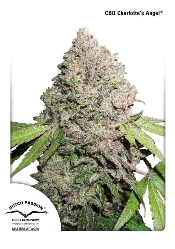 Charlotte's Angel CBD Feminized Seeds