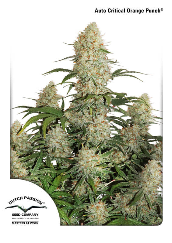 Critical Orange Punch Auto Feminized Seeds