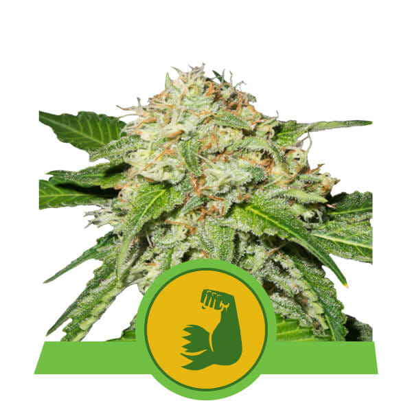 HulkBerry Auto Feminised Seeds