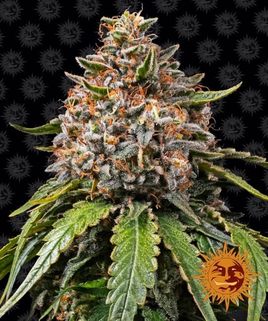 White Widow XXL Feminised Seeds