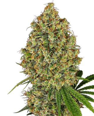 AK-420 Feminised Seeds