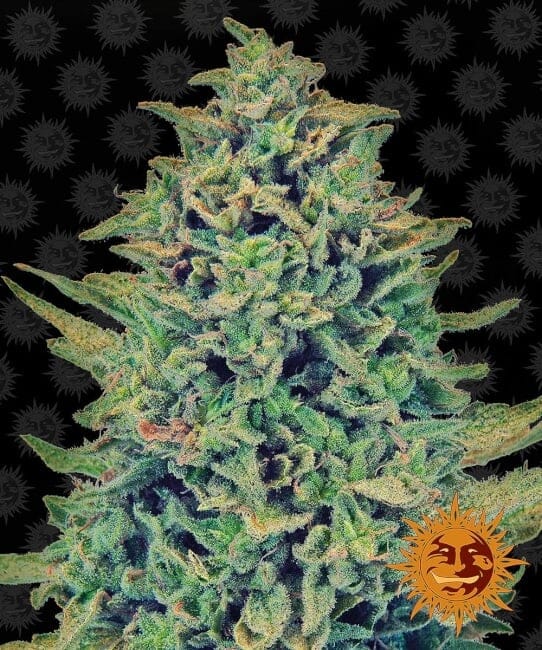 Blue Shark CBD Feminised Seeds