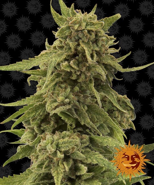 Critical Cure CBD Feminised Seeds