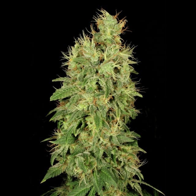 Chronic CBD Feminized Seeds
