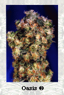 Oasis Feminised Seeds