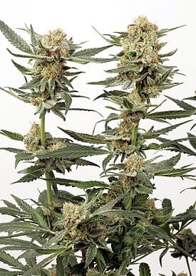 Ortega Indica Feminised Seeds