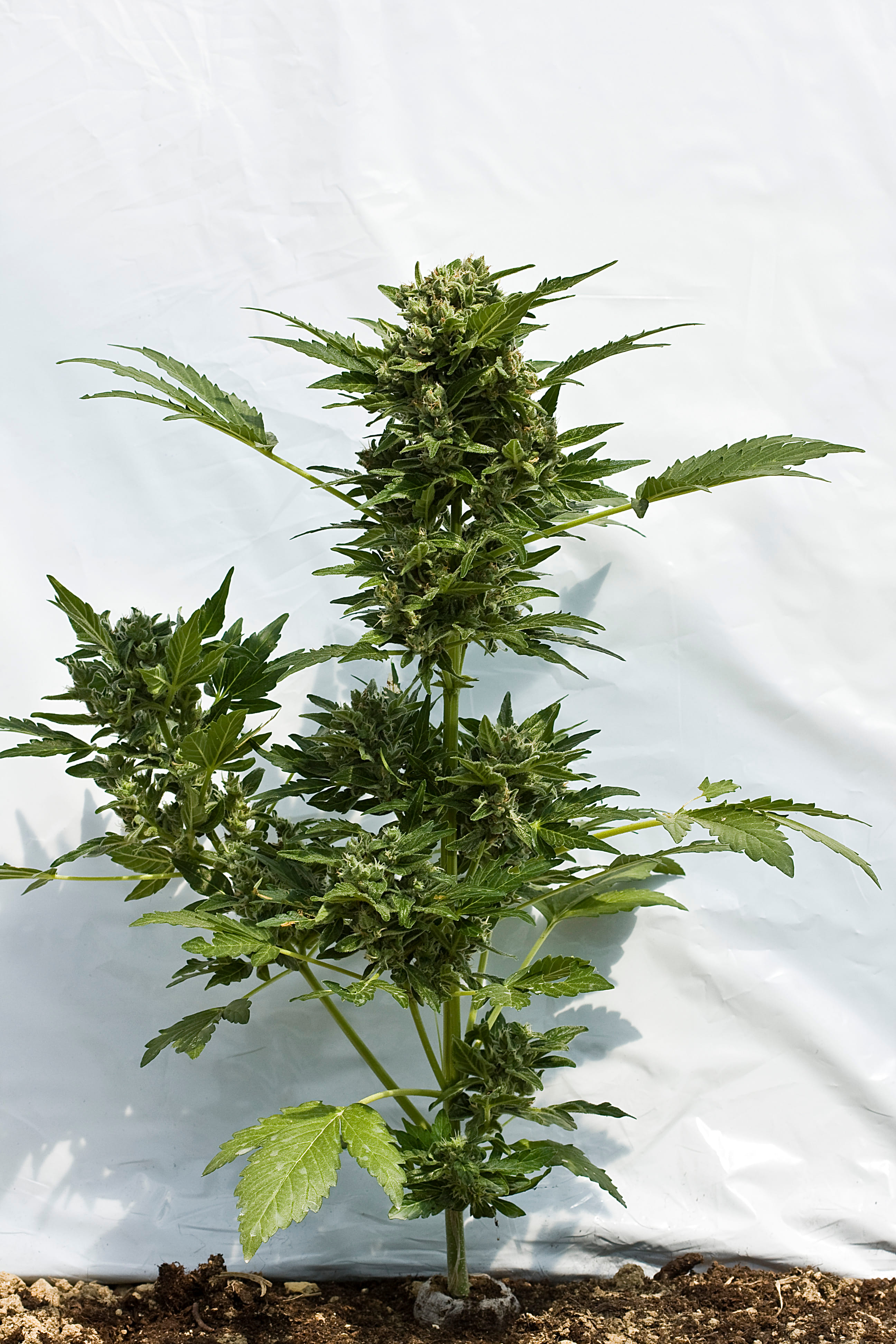 Taiga Auto Feminised Seeds