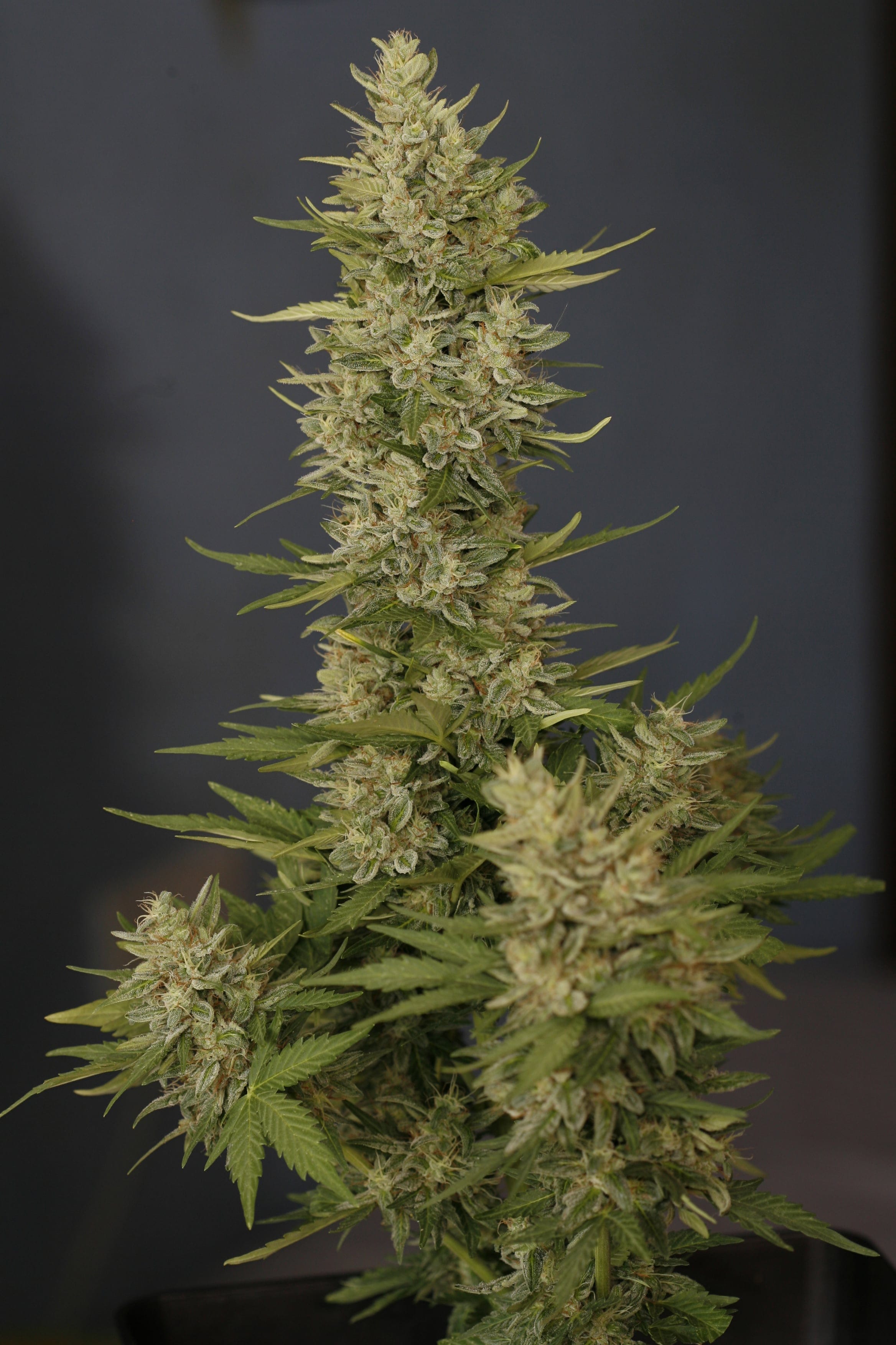 Tundra Auto Feminised Seeds