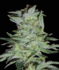 High Tension Feminised Seeds