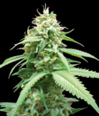 Obsession Feminised Seeds