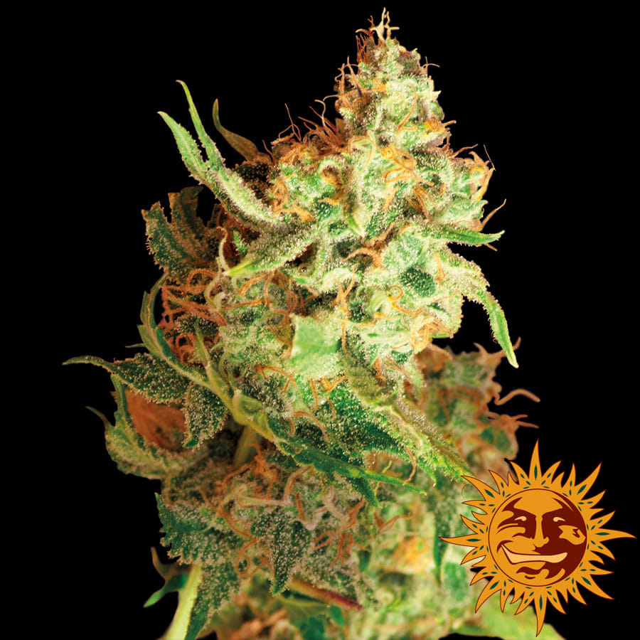 Red Dragon Feminised Seeds