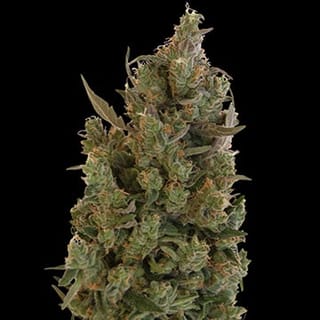 Blue Cheese Regular Seeds