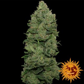 Top Dawg Feminised Seeds