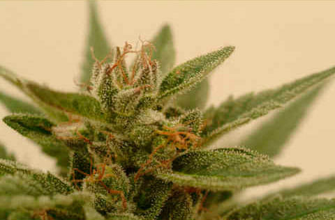 Connie Chung Regular Seeds