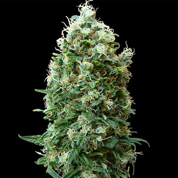 Phatt Fruity Regular Seeds