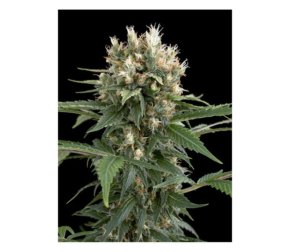 Blue Thai Feminised Seeds