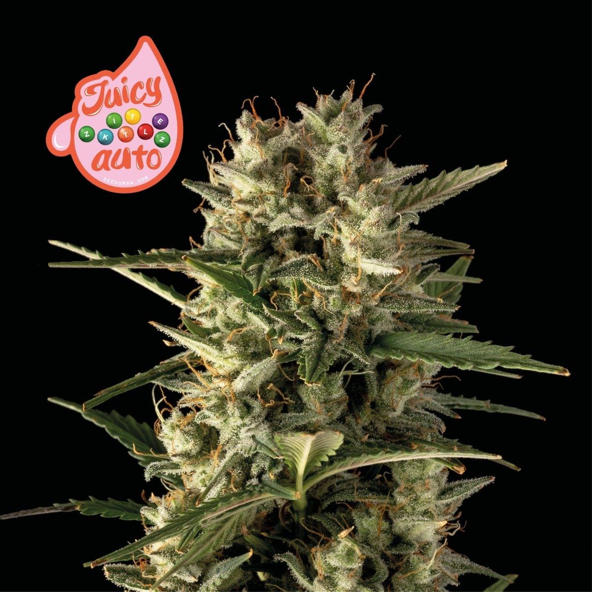 バクバクファクトリーページ　Tangie Tangie Biscotti Weed Strain Information | Leafly