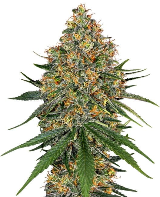 White Cheese Feminised Seeds