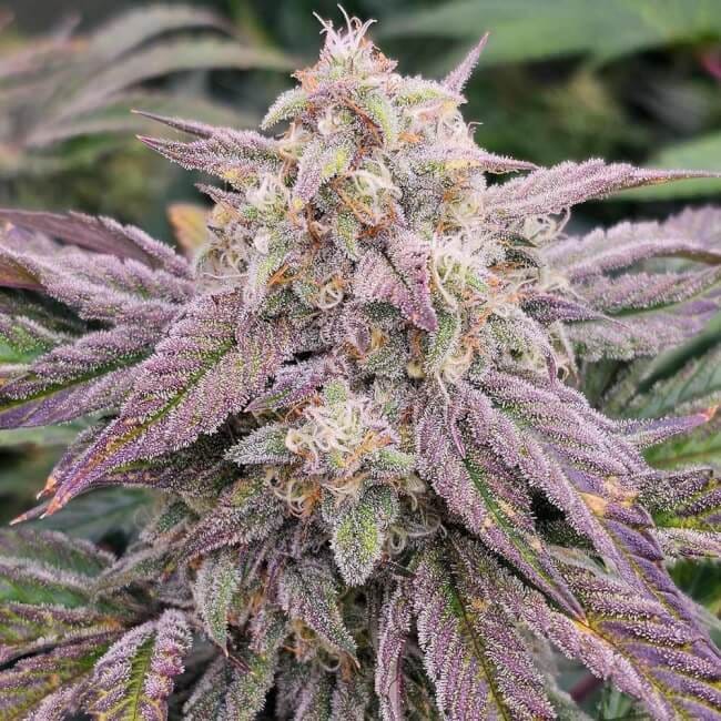 CPT OG Auto Feminized Seeds